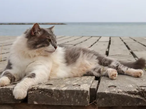 Un chat retrouvé cinq ans après sa disparition sur une plateforme...