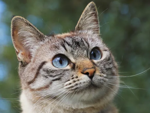 Votre chat comprend-il quand vous lui parlez avec une voix...