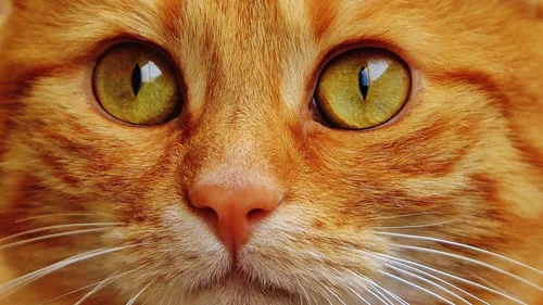Les chats miauleraient davantage avec les hommes que les femmes