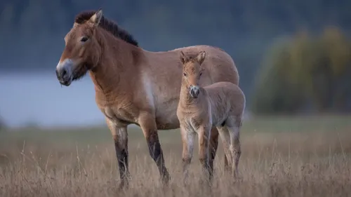 Bonne nouvelle en Espagne : des chevaux sauvages réintroduits après...