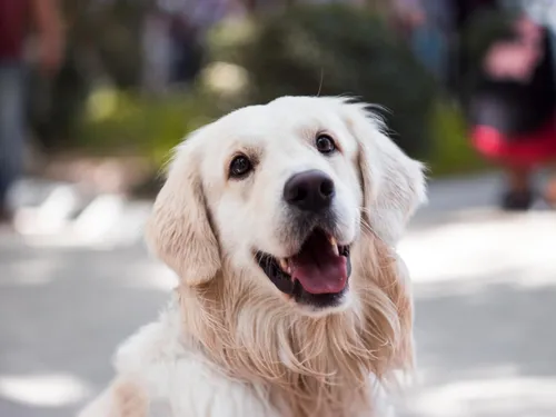 Fête des Puces de Saint-Ouen, Carnaval, Semaine du Chien… : trois...