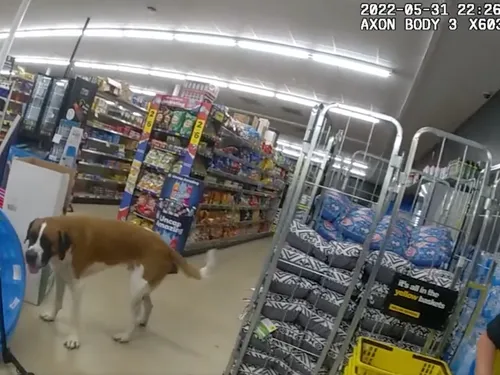 La police intervient pour déloger un chien têtu qui refuse de...