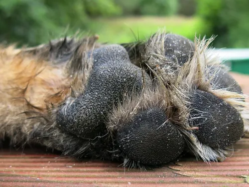 Voici le chien élu le plus moche du monde (photos)