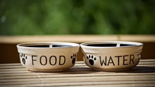 Dogstronomy : les chiens ont leur restaurant à Lyon 