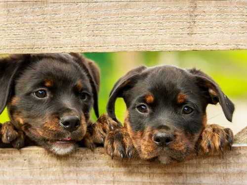 Seine-et-Marne : une femme condamnée pour avoir jeté des chiots...