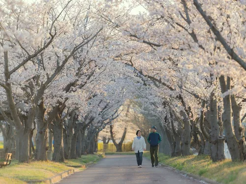 Hanami, James Cameron et musée gratuit : les 3 activités du week-end !
