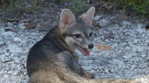 Mexique : un petit renard réapparaît après 22 ans de mystère
