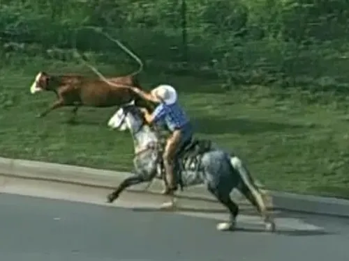 Une vache prend la fuite sur l'autoroute, un cow-boy surgit de...