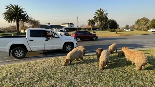 En Argentine, des capybaras s’invitent dans le quotidien des...