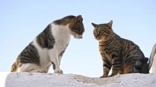 Quand l’IA tente de traduire le langage des animaux