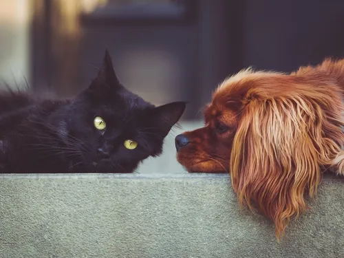 Top : les 10 noms de chien et chat les plus donnés en France