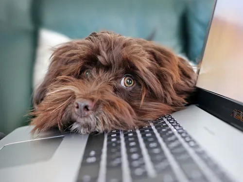 Un "téléphone pour chiens" pour atténuer leur solitude