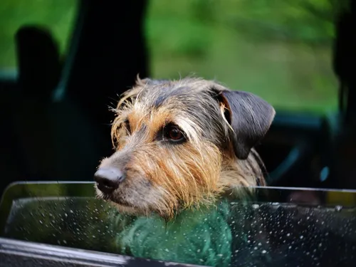 Un chien flashé au volant d’une voiture en excès de vitesse, son...