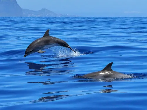 Un dauphin extrêmement rare doté de "pouce" vient d'être découvert...