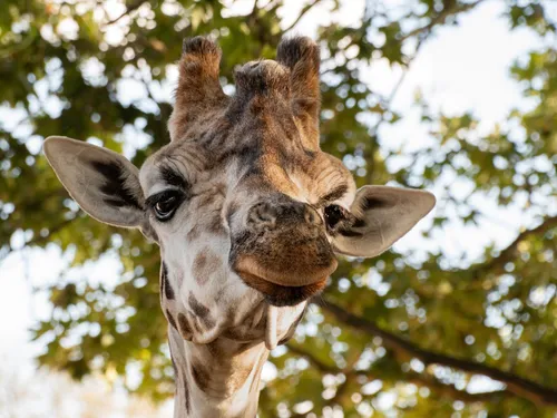 Cas rarissime : une girafe sans taches est née dans un zoo...