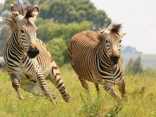 Une improbable chasse aux zèbres autour de Washington