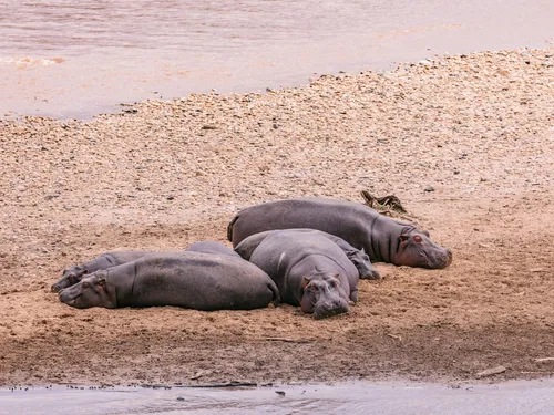 Triste fin pour une partie des hippopotames de Pablo Escobar 