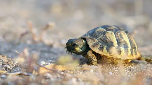 En Amazonie, sept femmes ont sauvé 208 bébés tortues