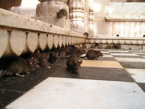 New York : des visites touristiques guidées au milieu des rats font...