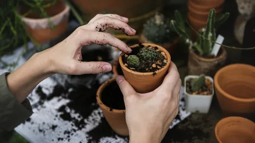 Le jardinage quotidien : un remède naturel pour le corps et l’esprit