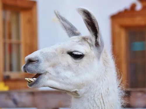 Huit chameaux et un lama en liberté dans les rues madrilènes