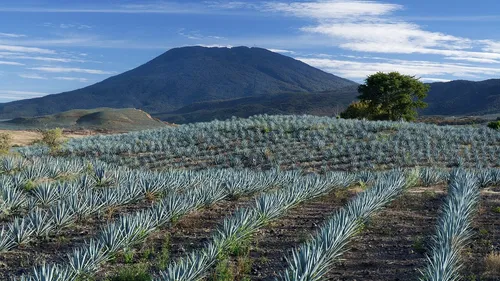 Tequila, le village magique du Jalisco