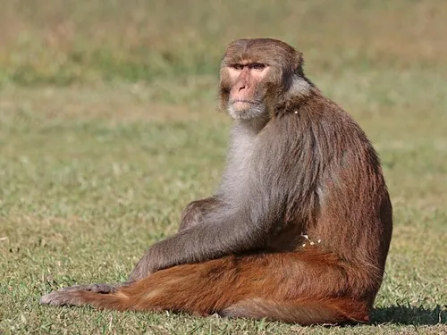 Inde : des « hommes-singes » recrutés… pour faire fuir les macaques !