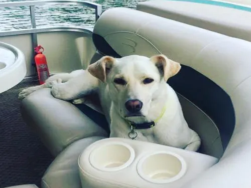 Un chien avale accidentellement un champignon hallucinogène (Vidéo)