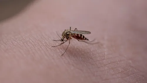 Et si le prochain vaccin ne ciblait pas le virus, mais la salive du...