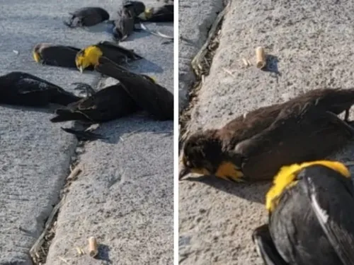 Une centaine d'oiseaux meurent en plein vol (VIDEO)