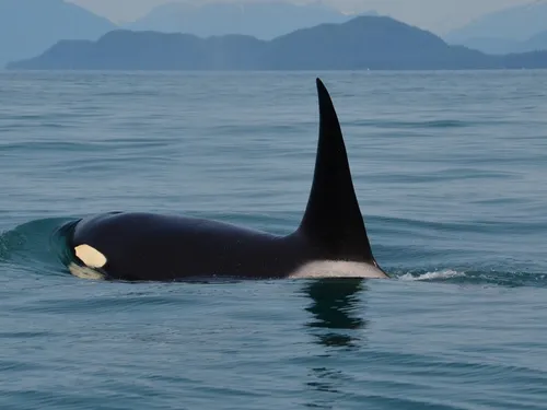Au Portugal, une famille française attaquée par des orques.