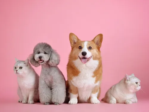 Une expérience immersive à vivre avec son animal à Paris