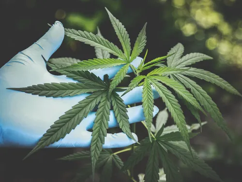 Toutes les substances du cannabis « très mauvaises pour la santé »...