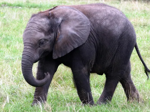 Le gouvernement allemand dénonce les méthodes du Botswana sur la...
