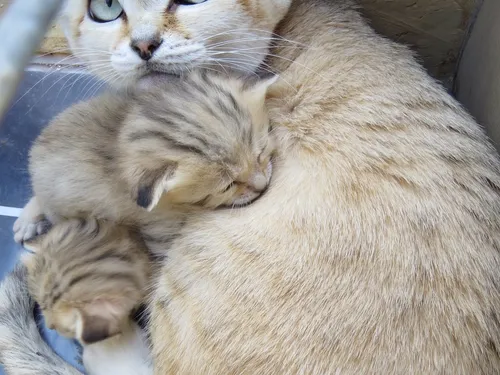 Parcs Zoologiques Lumigny : des bébés félins sont nés !