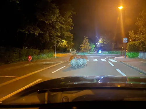Guyancourt : un automobiliste tombe nez à nez avec… une famille de...