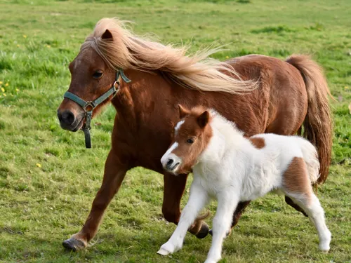 Paris : les balades à poney bientôt interdites au nom du bien-être...
