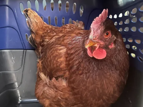 Une poule arrêtée alors qu’elle tente d'entrer au Pentagone