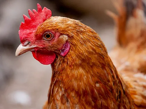 Pollution : l’ARS déconseille de consommer les oeufs de poulaillers...