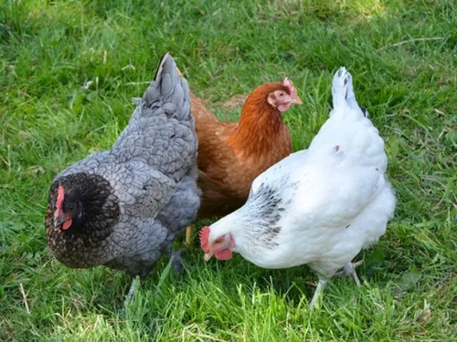 Des chercheurs ont prouvé que la peau des gallinacés devient rouge...