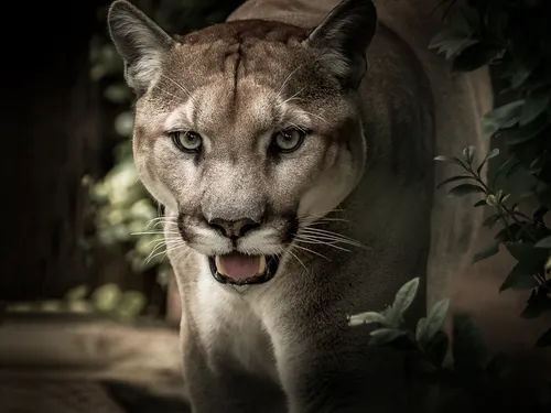 Un puma attaque un enfant de 5 ans, la mère le sauve in-extremis