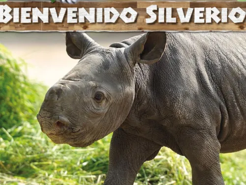 Naissance rare dans un zoo au Chili