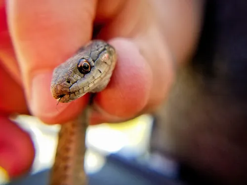 Une femme se retrouve nez à nez avec un serpent dans sa douche (Photo)