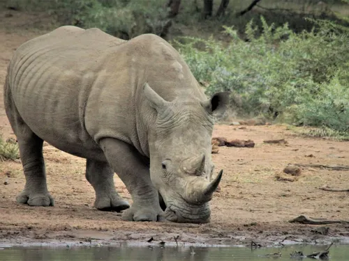 Zoo de Thoiry : bientôt un troisième rhinocéros blanc dans le parc
