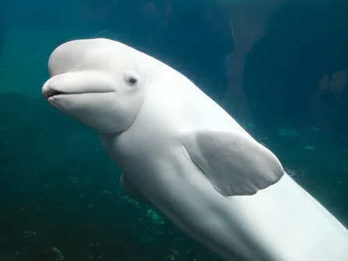 Le béluga piégé dans la Seine devrait être extrait vers la haute mer