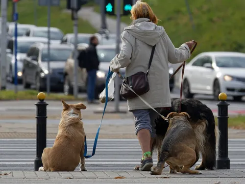 Prêt à payer 750 € pour la crotte de votre chien ?