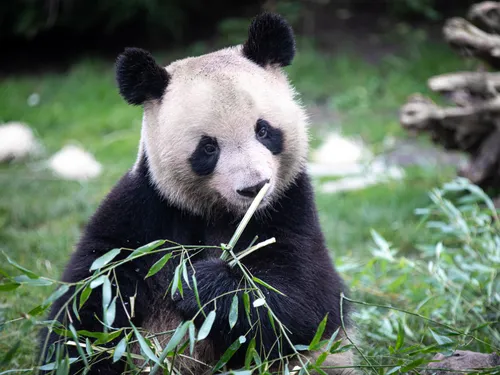 Le premier panda né en France a quitté Beauval 