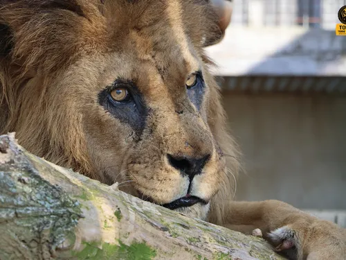 Tonga Terre d'Accueil perd son plus ancien pensionnaire, le lion le...