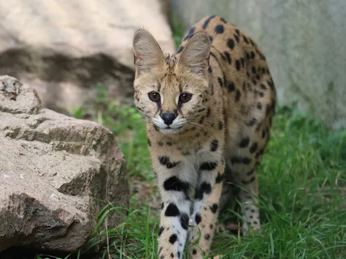 Loire : Plusieurs servals du refuge Tonga Terre d'Accueil vont être...