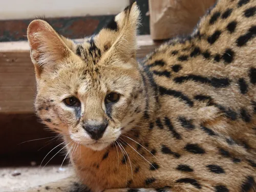 Loire : Deux servals débarquent au refuge Tonga Terre d'Accueil 